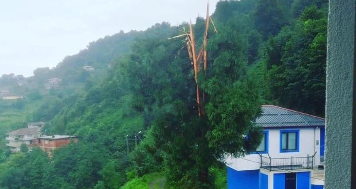 Rize'de yıldırımın düştüğü ağaç ikiye bölündü